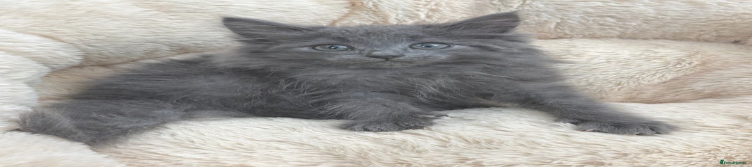 Mixed Breed Kitten 1