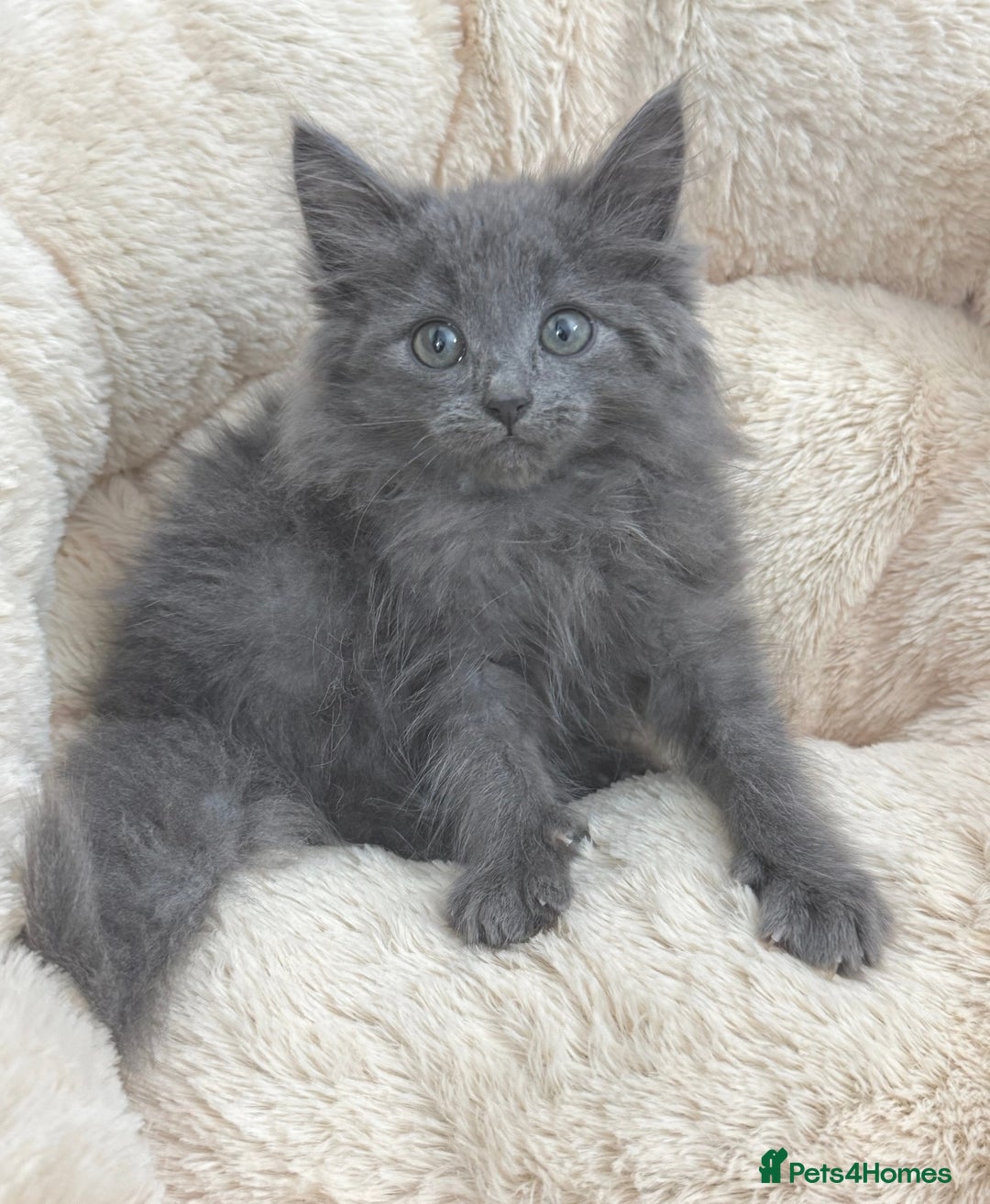 Mixed Breed cats for sale: BEAUTIFUL FLUFFY GREY KITTENS   - Image 6