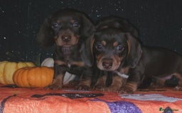 Miniature Dachshund dogs for sale: Miniature dachshunds - Image 3