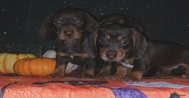 Miniature Dachshund dogs - Advert 14
