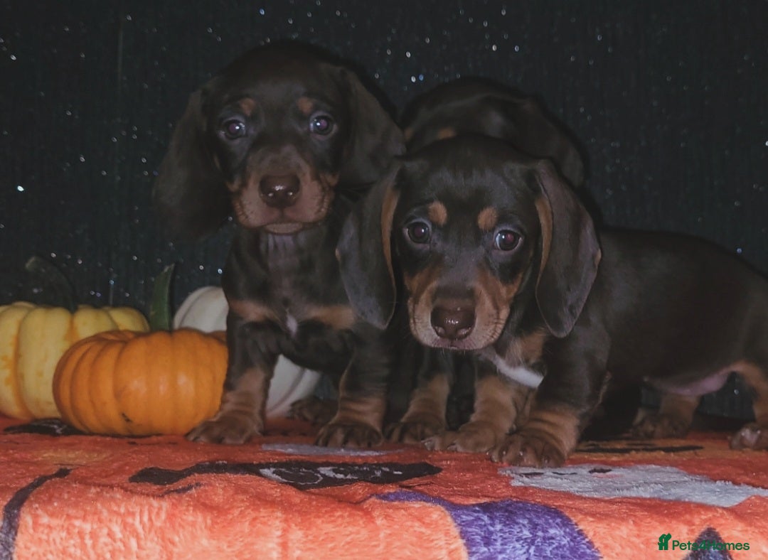 Miniature Dachshund dogs for sale: Miniature dachshunds - Image 3