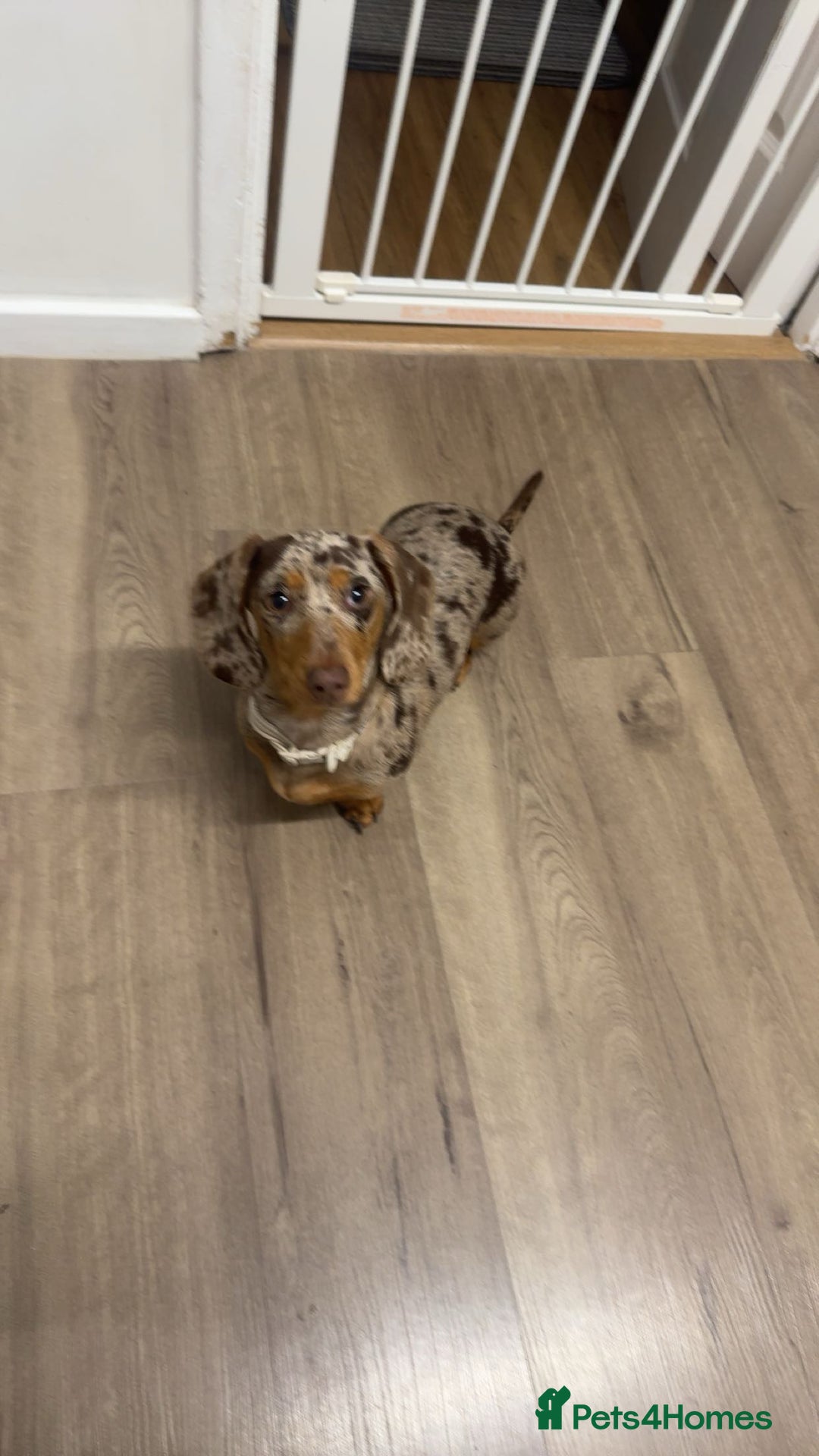 Miniature Dachshund dogs for sale: beautiful dapple miniature daschund girl🤍  - Advert 6