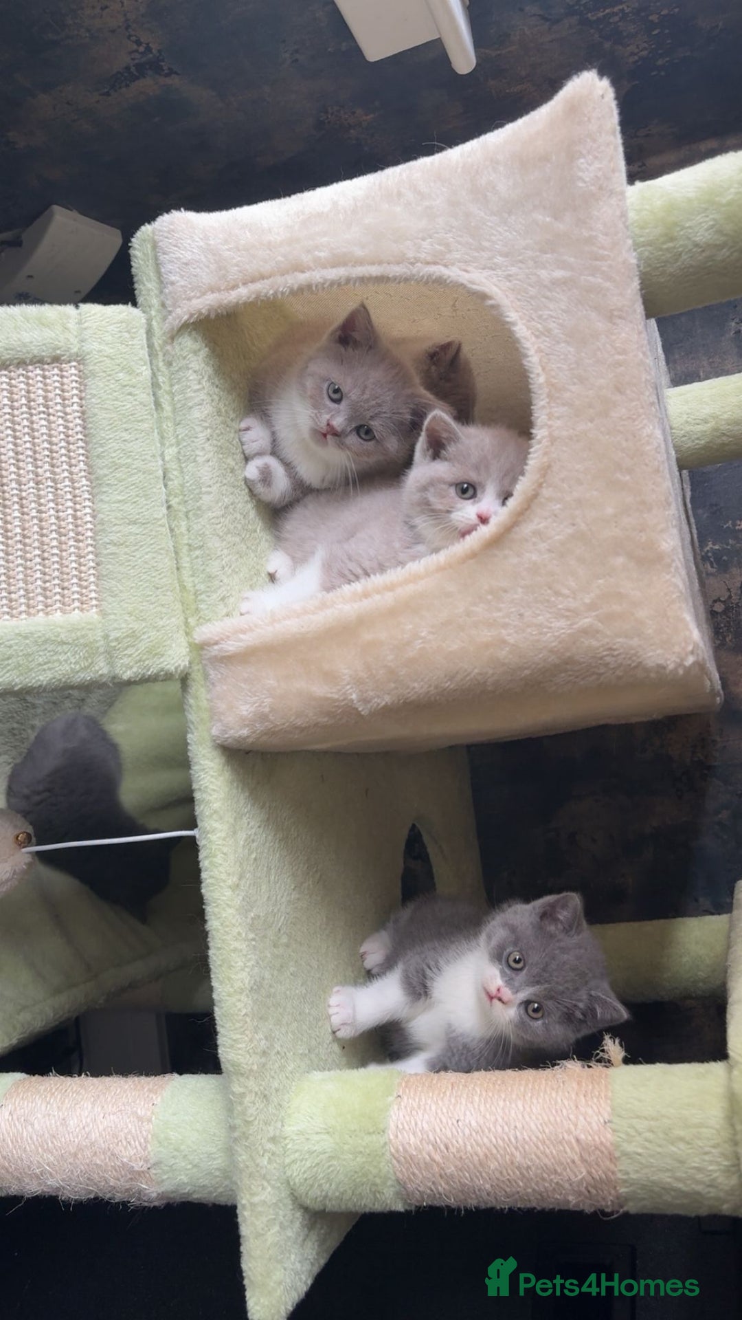 British Shorthair cats for sale: British short hair kittens - Image 5