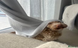 Cockapoo dogs for adoption: 💙🐶 BOBBY 🐶💙 - Advert 7