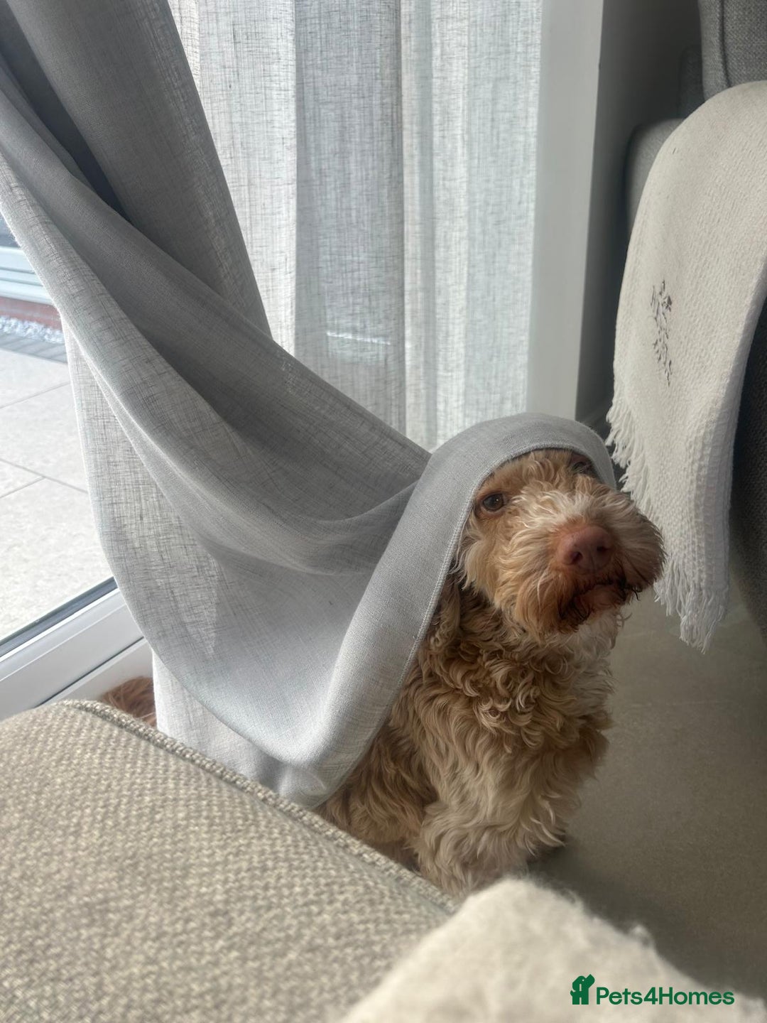 Cockapoo dogs for adoption: 💙🐶 BOBBY 🐶💙 - Advert 7