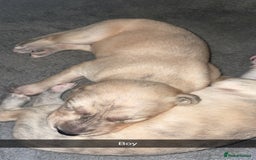 Mixed Breed dogs for sale: Stunning saluki greyhound puppies.  - Advert 38