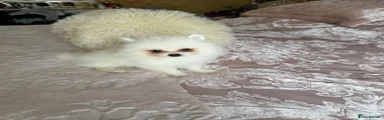 Pomeranian 4