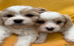Cavapoochon dogs for sale: ⭐️1 CAVAPOOCHON in Cheshire (KC DAD) ready now✅ - Image 21