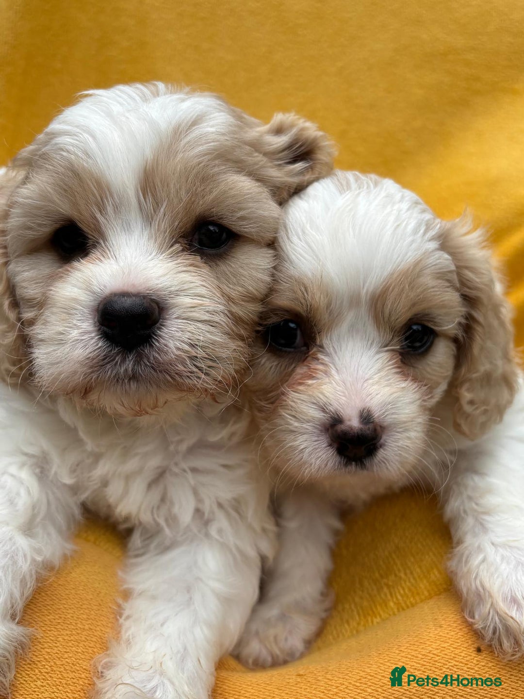 Cavapoochon dogs for sale: ⭐️1 CAVAPOOCHON in Cheshire (KC DAD) ready now✅ - Image 21