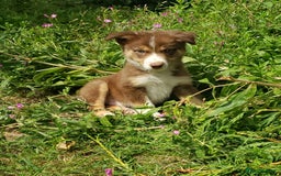Border Collie dogs for sale: Red Tri Border Collie Pups Parents Health Tested - Image 3