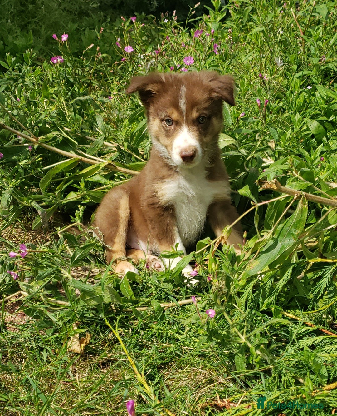 Border Collie dogs for sale: Red Tri Border Collie Pups Parents Health Tested - Image 3