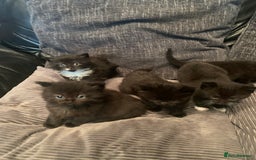Mixed Breed cats for sale: Beautiful bundle of kittens ready for new homes  - Image 3