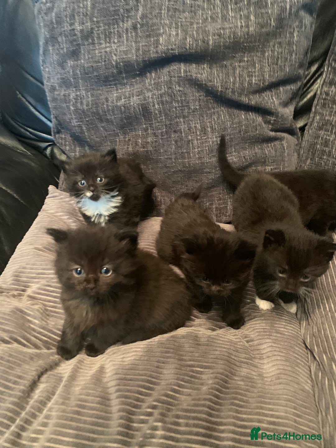 Mixed Breed cats for sale: Beautiful bundle of kittens ready for new homes  - Image 3