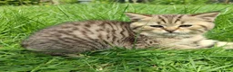 Scottish Fold cats for sale: REDUCED ❤️❤️Tabby cat😘Luxury Scottish❤️❤️❤️❤️❤️❤️ - Advert 22