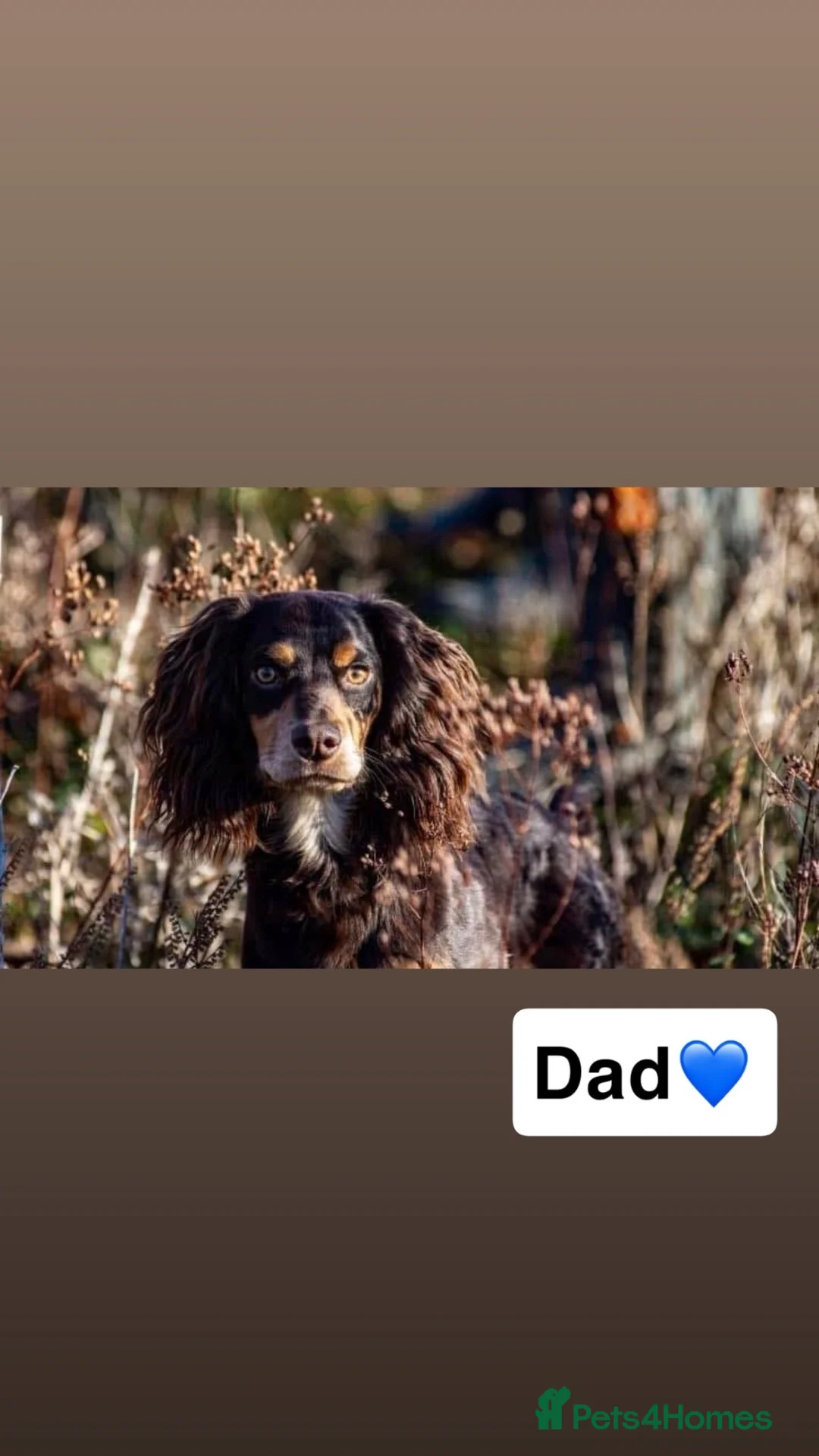 Mixed Breed dogs for sale: Cockalierpoos in Sittingbourne - Advert 10