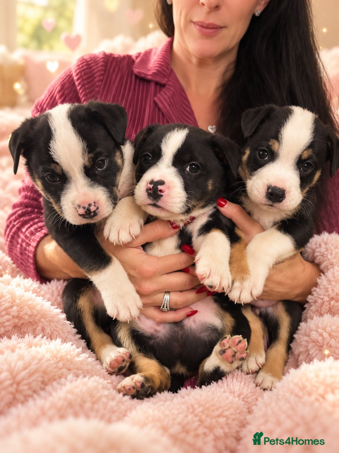 Mixed Breed dogs 🐾BULLDOG X BORDER COLLIE PUPPIES - Advert 1