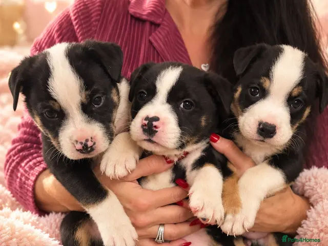 Mixed Breed dogs 🐾BULLDOG X BORDER COLLIE PUPPIES - Advert 1