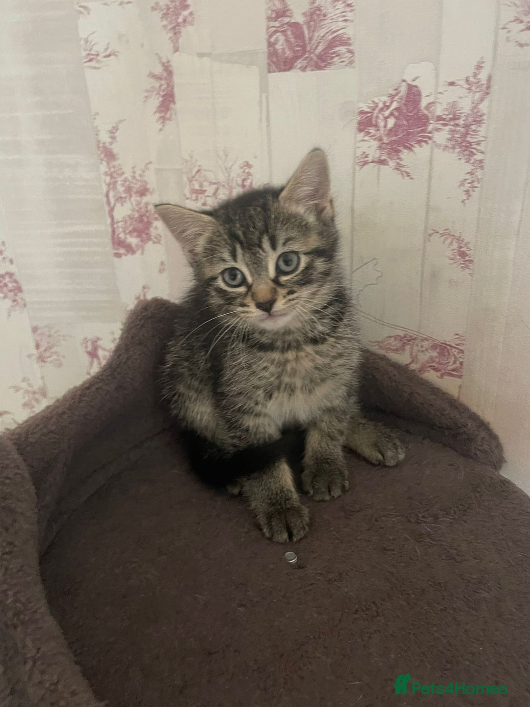 Mixed Breed cats for sale: Adorable kittens - Advert 1