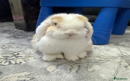 Mini Lop rabbits for sale: Female mini lop  - Image 3