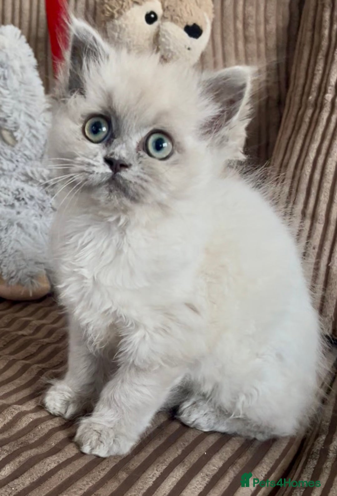 Mixed Breed cats for sale: Stunning female Persian x ragdoll - Advert 3