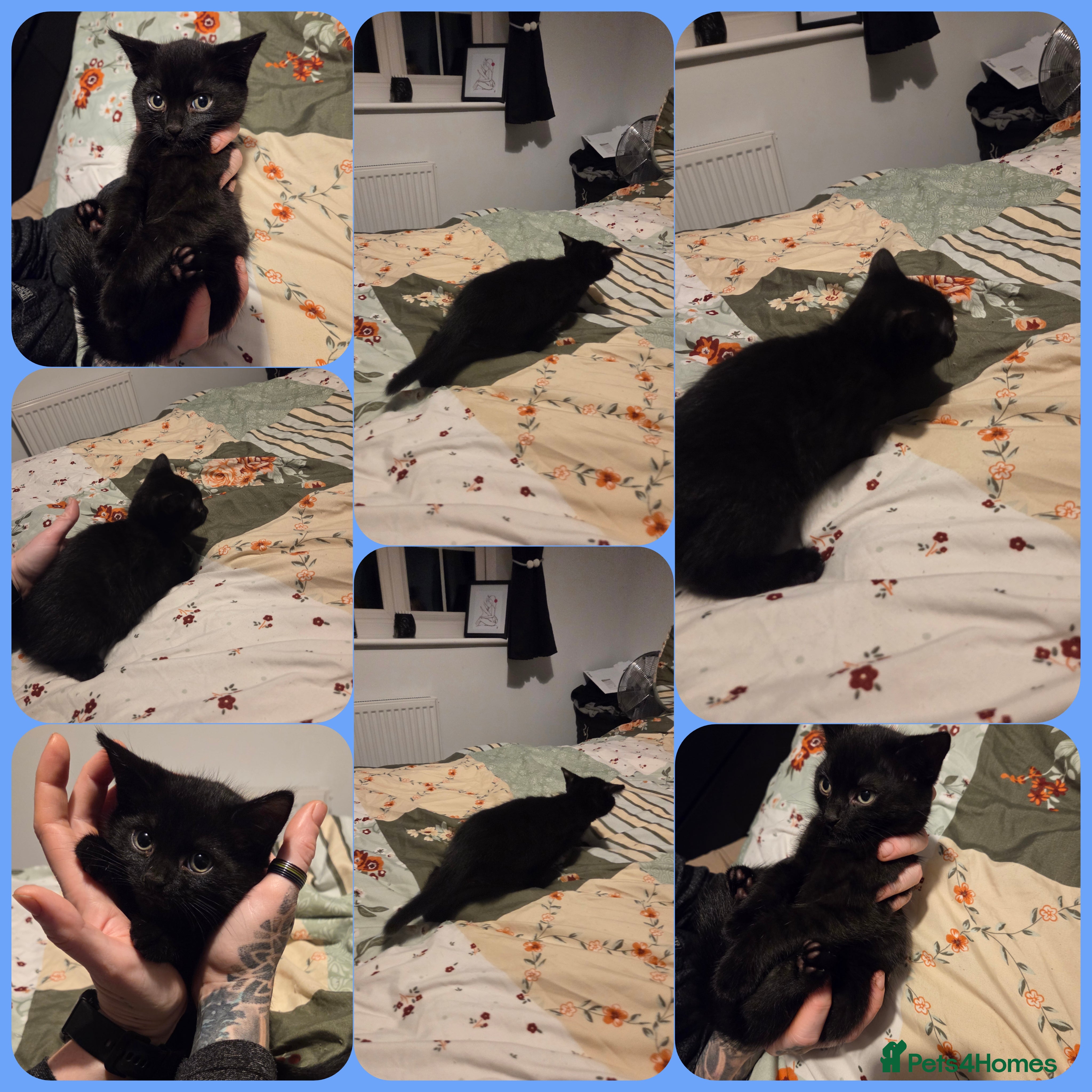 Domestic Shorthair cats Two black boy kittens - Advert 4