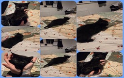 Domestic Shorthair cats for sale: Two black boy kittens - Image 1