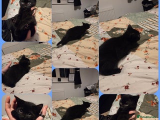 Domestic Shorthair cats for sale - Advert 1