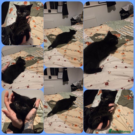 Domestic Shorthair cats - Advert 1