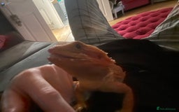 Bearded Dragon reptiles for sale: Red Bearded dragon and setup - Image 3