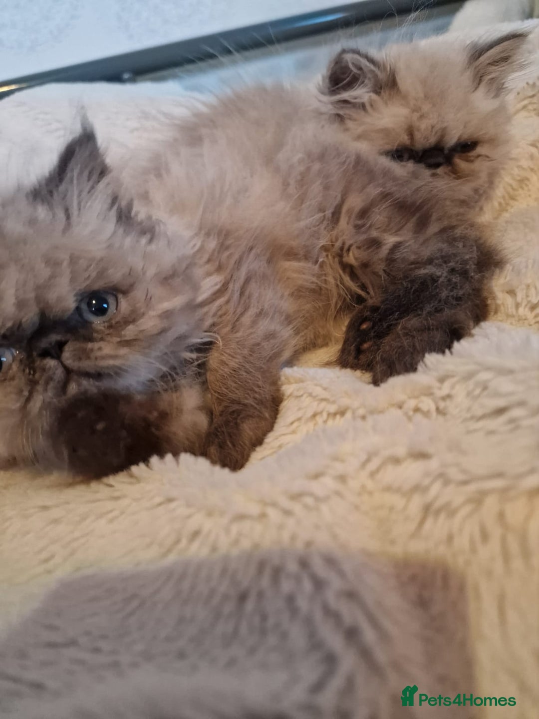 Persian cats for sale: Stunning Persian Kittens. - Advert 9