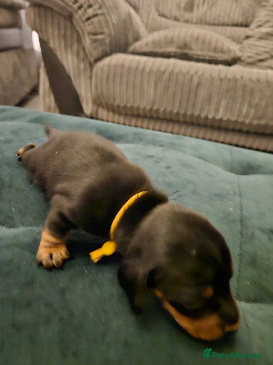 Miniature Dachshund dogs for sale: Miniature Daschund puppies 5 male - Advert 22