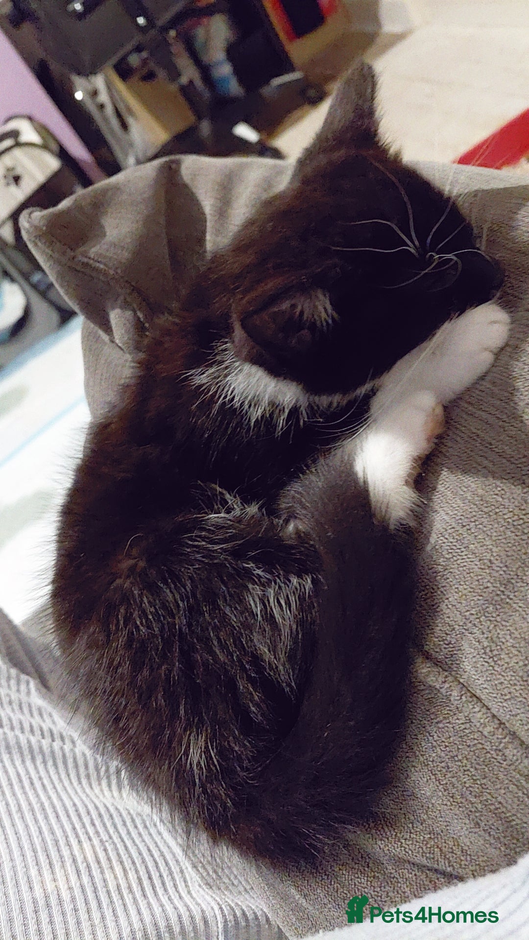 Mixed Breed cats for sale: Female kitten - Image 11