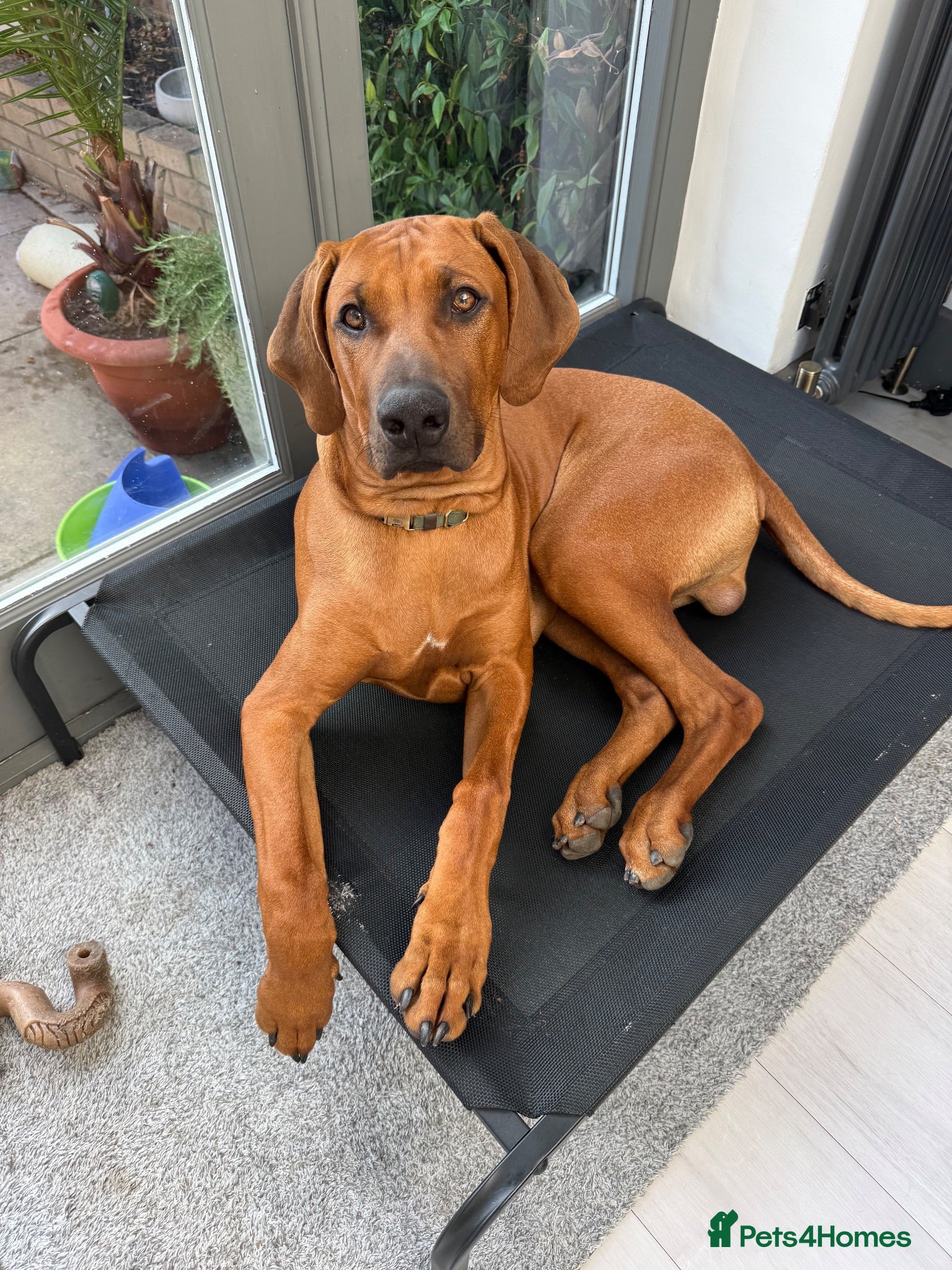Rhodesian Ridgeback dogs Beautiful Boy 6 months Pure breed - Advert 3