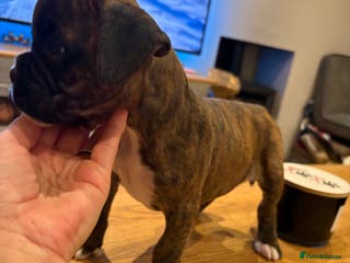 Boxer dogs Last one ☝️ KC girl available - Advert 5