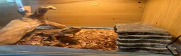 Bearded Dragon reptiles for sale: Bearded Dragon with full 4ft vivarium set up in Chesterfield - Advert 8