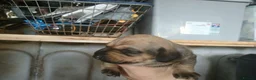 Mixed Breed dogs for sale: Dachshund x Saluki Greyhound  - Advert 4