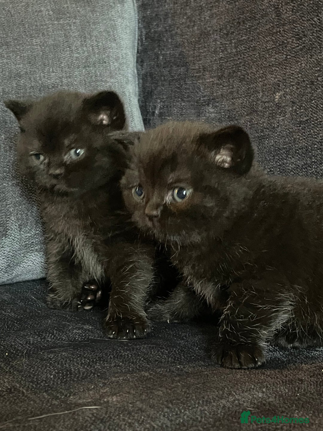 British Shorthair cats for sale: Black British shorthair boy - Advert 4