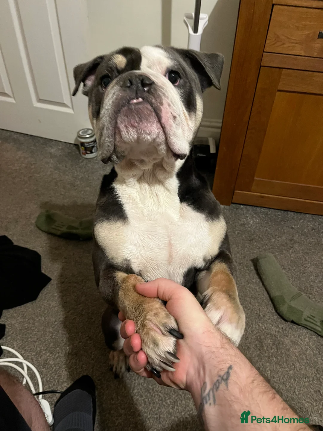 Olde English Bulldogge dogs for sale: Draco  - Advert 1