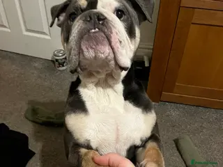 Olde English Bulldogge dogs Draco - Advert 1