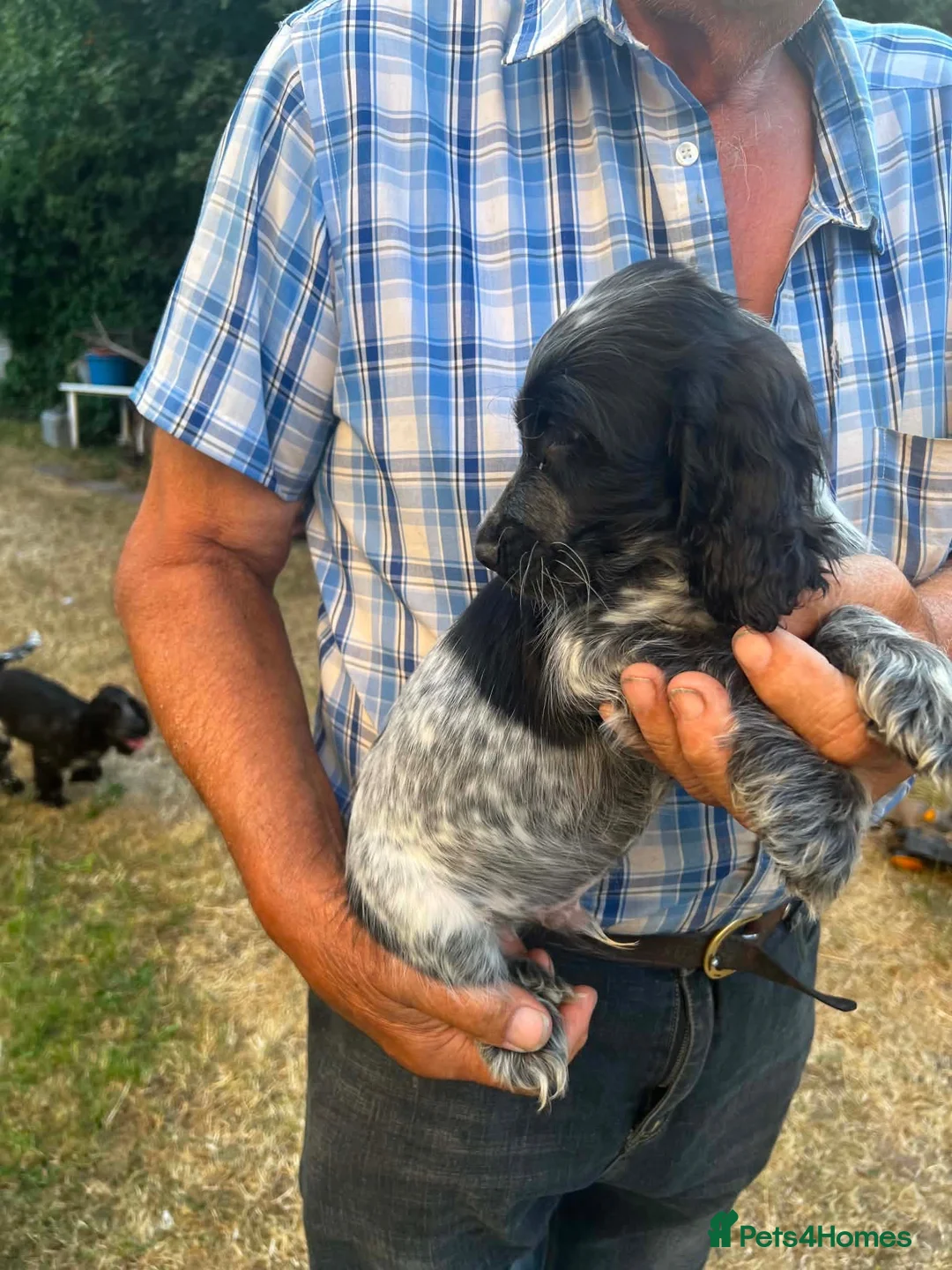 Cocker Spaniel dogs for sale: Gorgeous, beautiful cocker spaniel pups - Advert 2