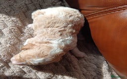 Cockapoo dogs for sale: Beautiful litter of cockapoos - Image 10