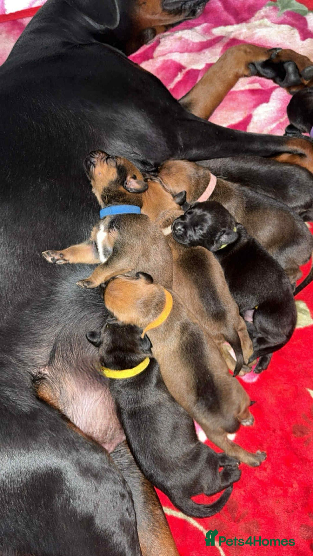 Mixed Breed dogs for sale: Doberman X XL Bully  - Image 37