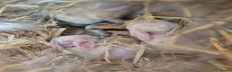 Mixed Breed rabbits for sale: 3 male Lionxlop buns very playful, well handled - Advert 23