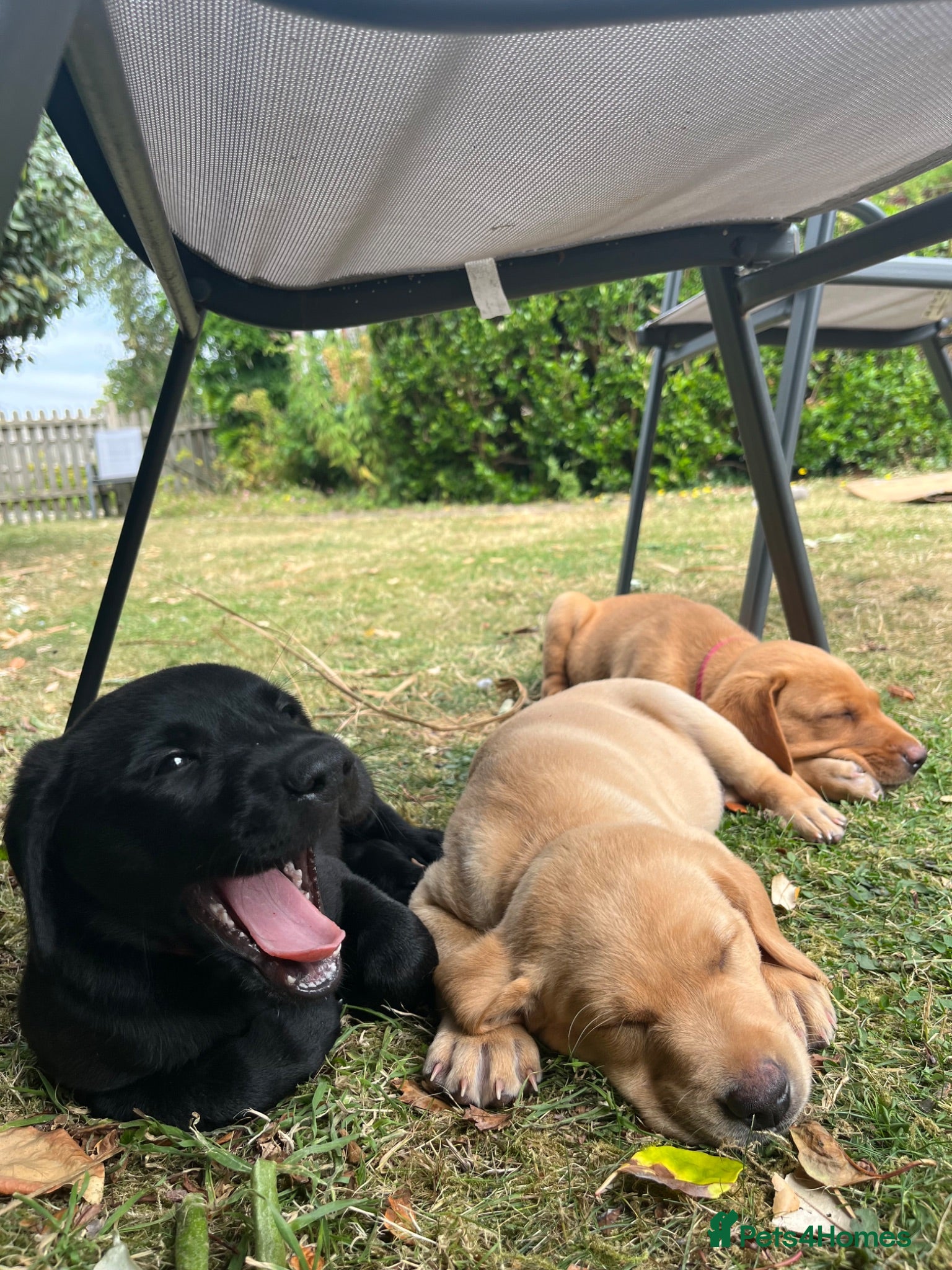 Labrador Retriever dogs KC REG parents: special adorable pups  - Advert 2