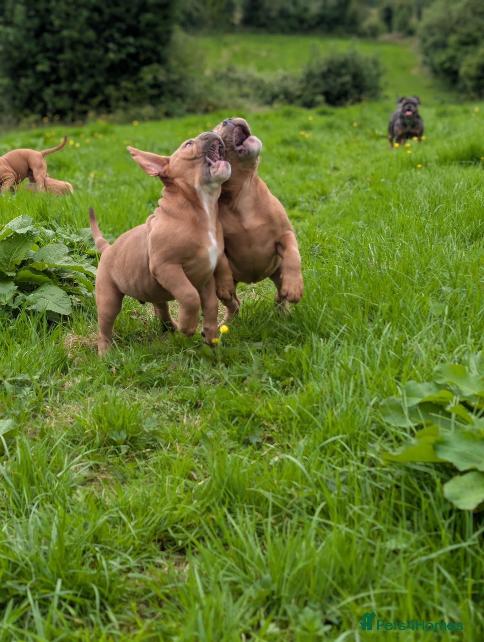 Olde English Bulldogge dogs Olde English bulldogge  - Advert 2