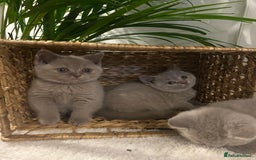 British Shorthair cats for sale: 👑ROYALBLESS STUNNING LILAC BRITISH SHORTHAIR  - Image 4