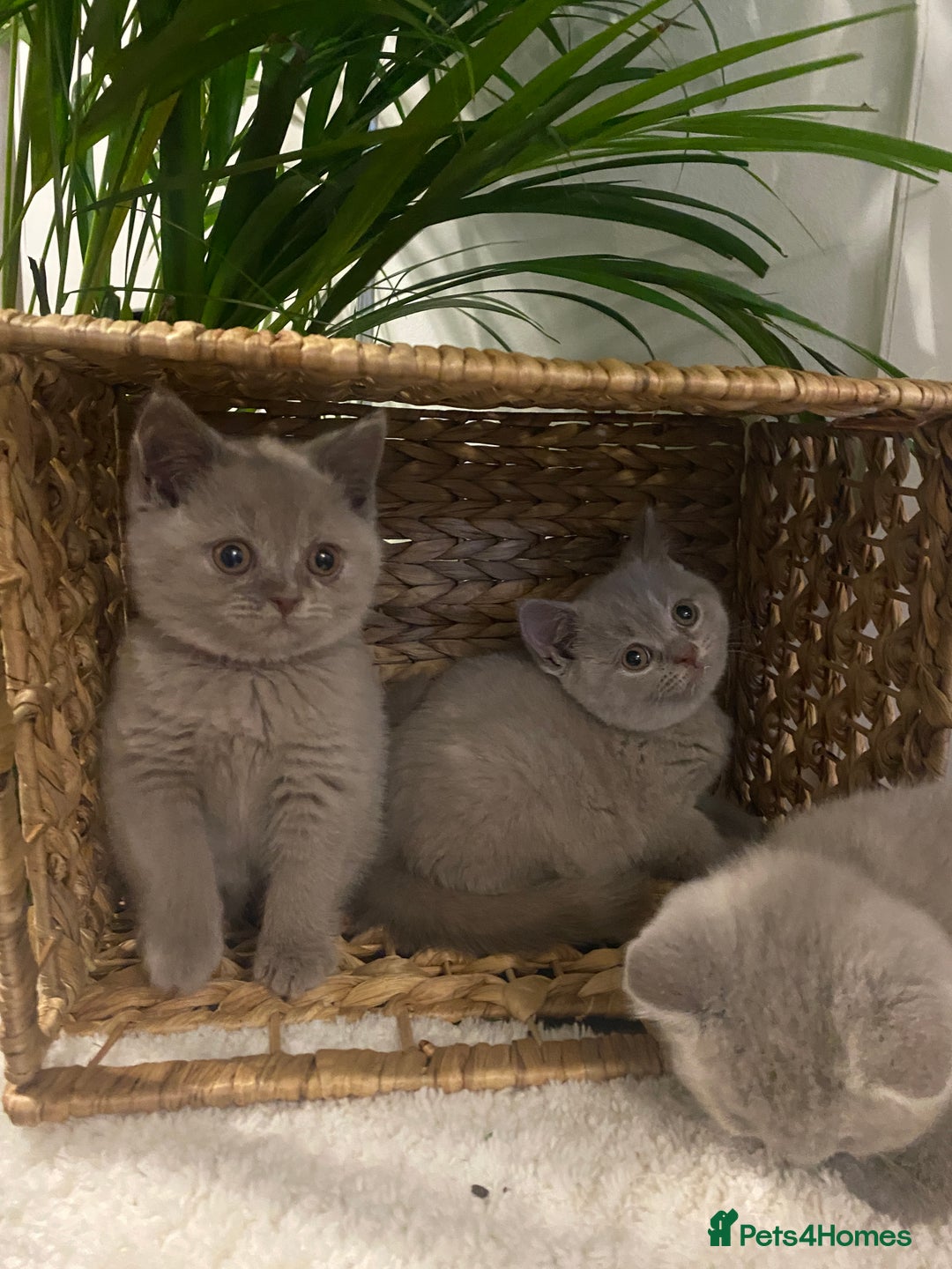 British Shorthair cats for sale: 👑ROYALBLESS STUNNING LILAC BRITISH SHORTHAIR  - Image 4