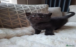British Shorthair cats for sale: TOP QUALITY CHAMPION🏆 BRITISH SHORTHAIR KITTENS in Swadlincote - Image 8