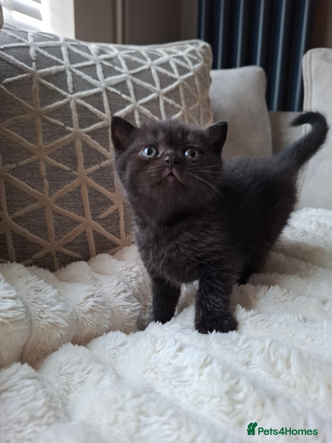 British Shorthair cats for sale: TOP QUALITY CHAMPION🏆 BRITISH SHORTHAIR KITTENS in Swadlincote - Image 8