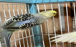 Budgerigars birds for sale: Budgies  - Advert 10